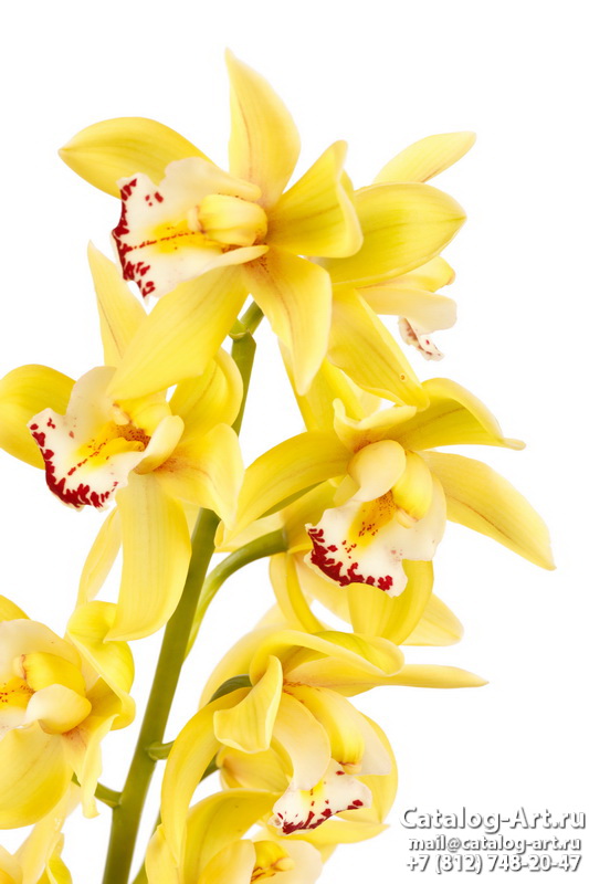 картинки для фотопечати на потолках, идеи, фото, образцы - Потолки с фотопечатью - Желтые и бежевые орхидеи 16